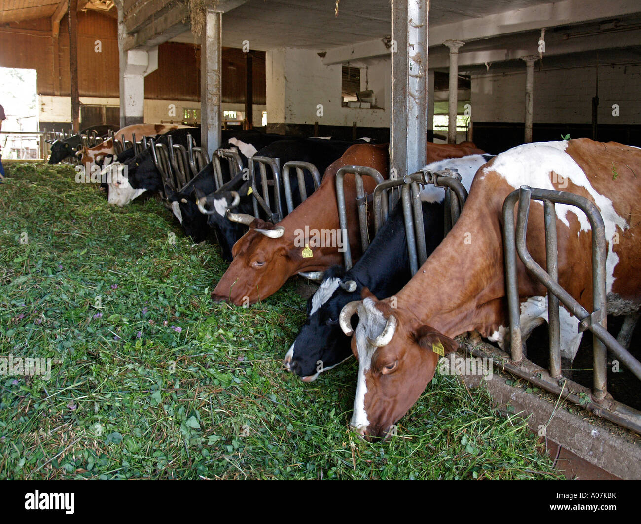 Les vaches en étable foin frais de l'alimentation Banque D'Images