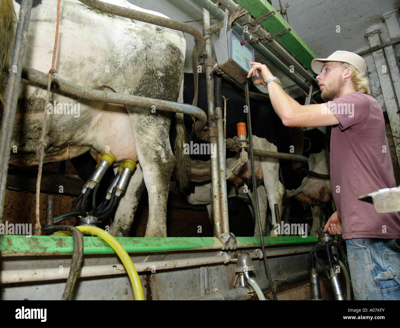 M. Young Farmer en étable à traire les vaches Banque D'Images