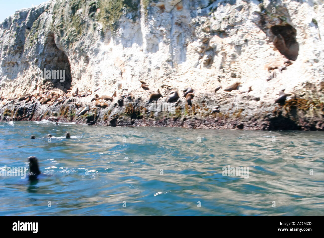 Les lions de mer à l'Ile San sebastian près de chiloe Chili Patagonie amérique du sud Banque D'Images