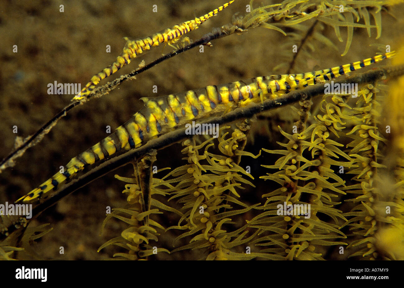 Lame de scie jaune crevettes Tozeuma armatum Malaisie Indopacific Banque D'Images