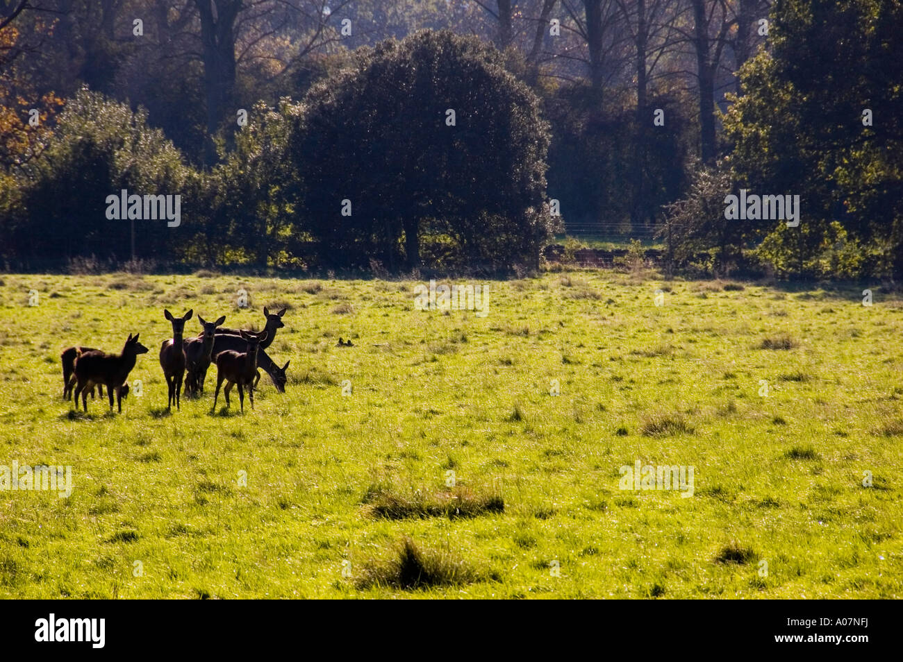 Troupeau de chevreuils pris à côté de Batsford Arboretum Banque D'Images