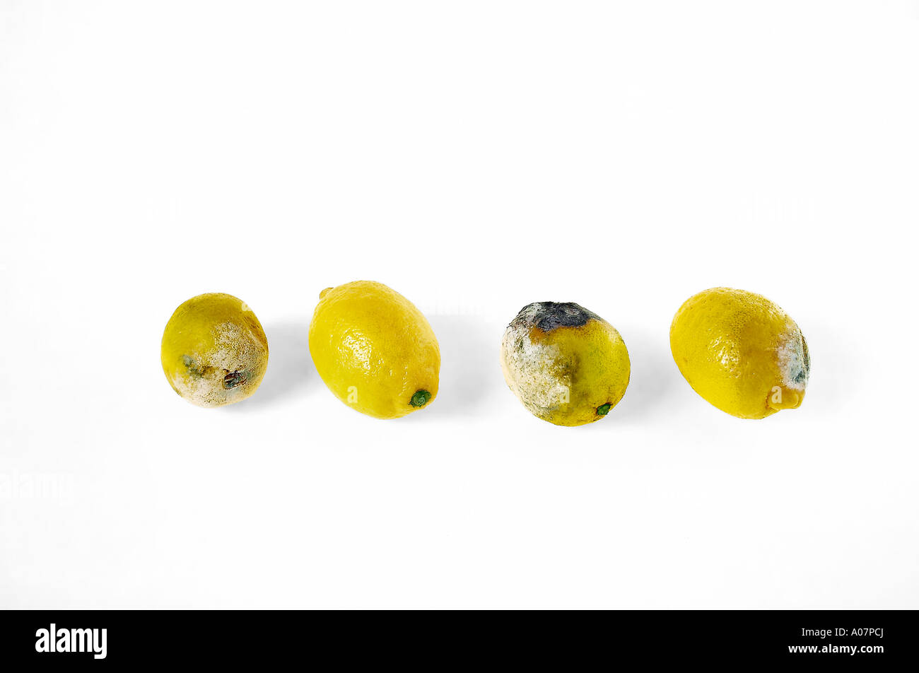 Faire le bon choix et bon un citron pourri sur fond blanc publicité conceptuelle idée intéressante odd one out Banque D'Images