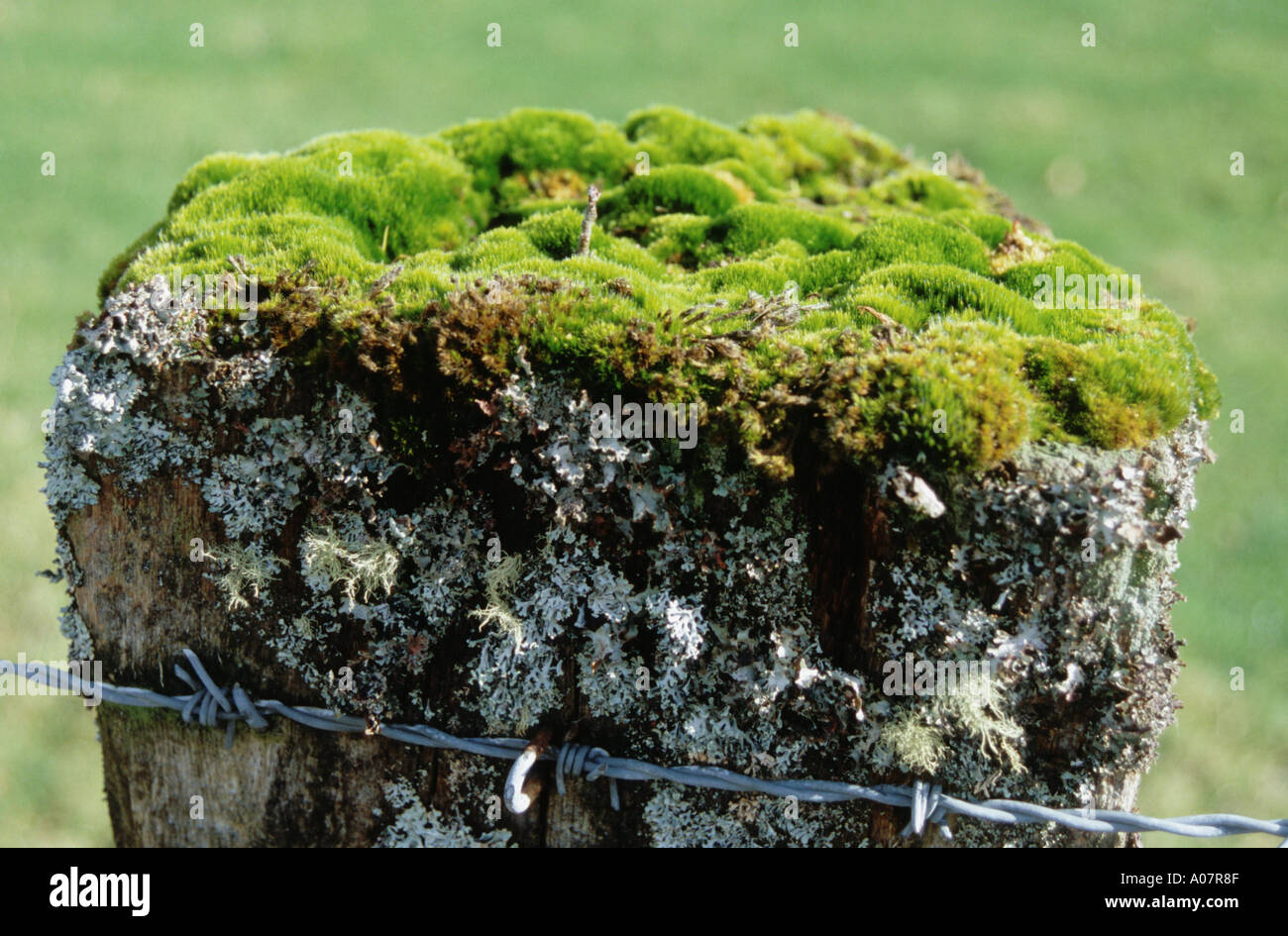 De lichen et de mousse sur un Fencepost Banque D'Images