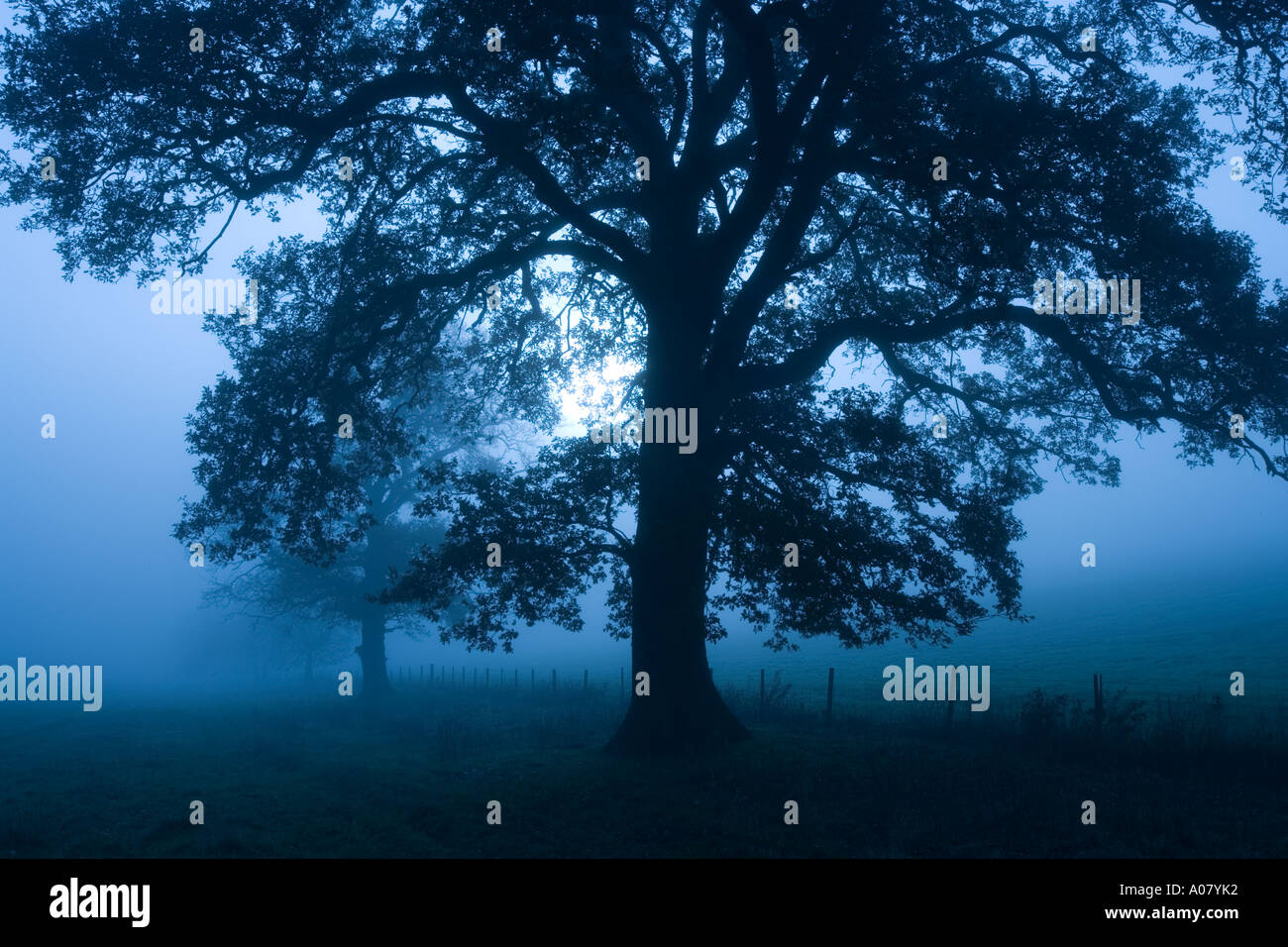 Berkhamsted Hertfordshire UK communs Arbres d'hiver et le brouillard Banque D'Images