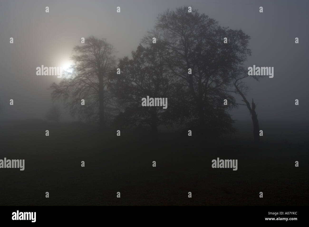 Berkhamsted Hertfordshire UK communs Arbres d'hiver et le brouillard Banque D'Images