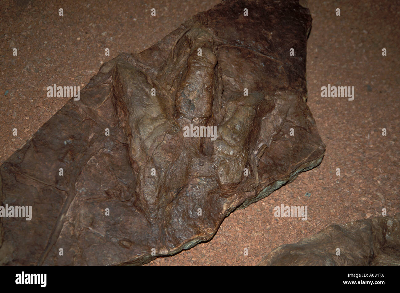 Dinosaur Discovery impression négative les voies Johnson Farm St George Utah UT Banque D'Images