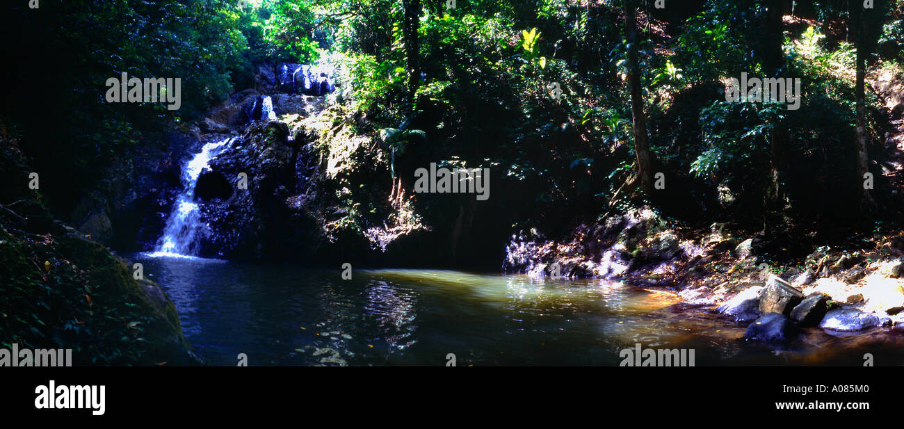Tobago Chute d'Argyll & Rainforest Banque D'Images