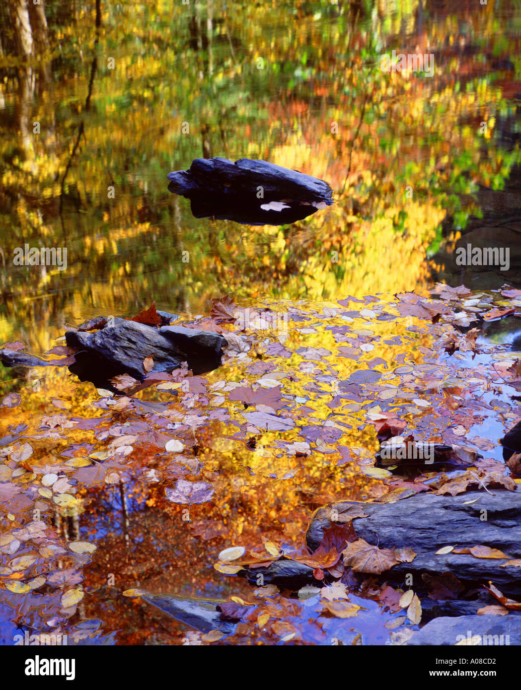 Reflet d'automne dans la rivière Little à la Great Smoky Mountains National Park Utah Banque D'Images