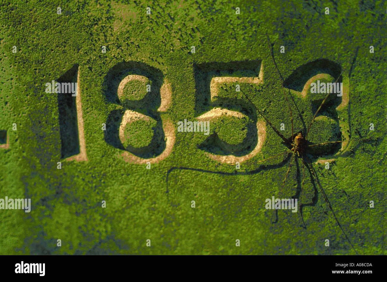 Pierre couverte de mousse avec spider dans les Great Smoky Mountains National Park Banque D'Images