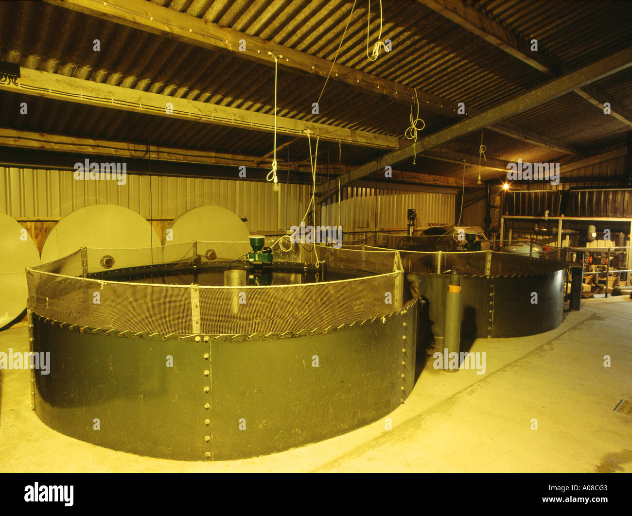dh saumon du continent Rousay ORKNEY SAUMON ORKNEY à l'intérieur des réservoirs de poissons smolts industrie de la pêche smolts écloserie aquaculture écosse royaume-uni Banque D'Images