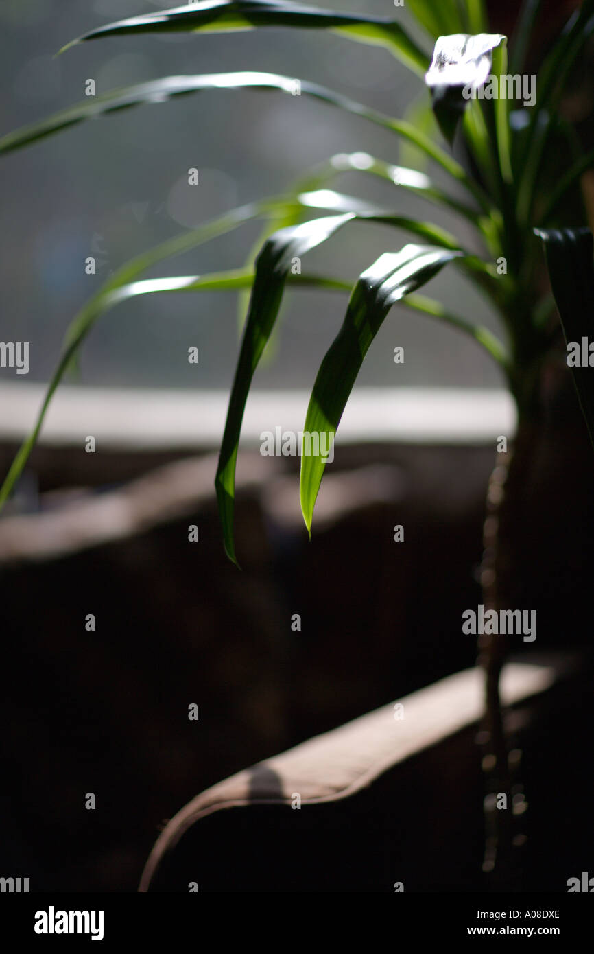 Plante d'allumé par sun venant par la fenêtre. Banque D'Images