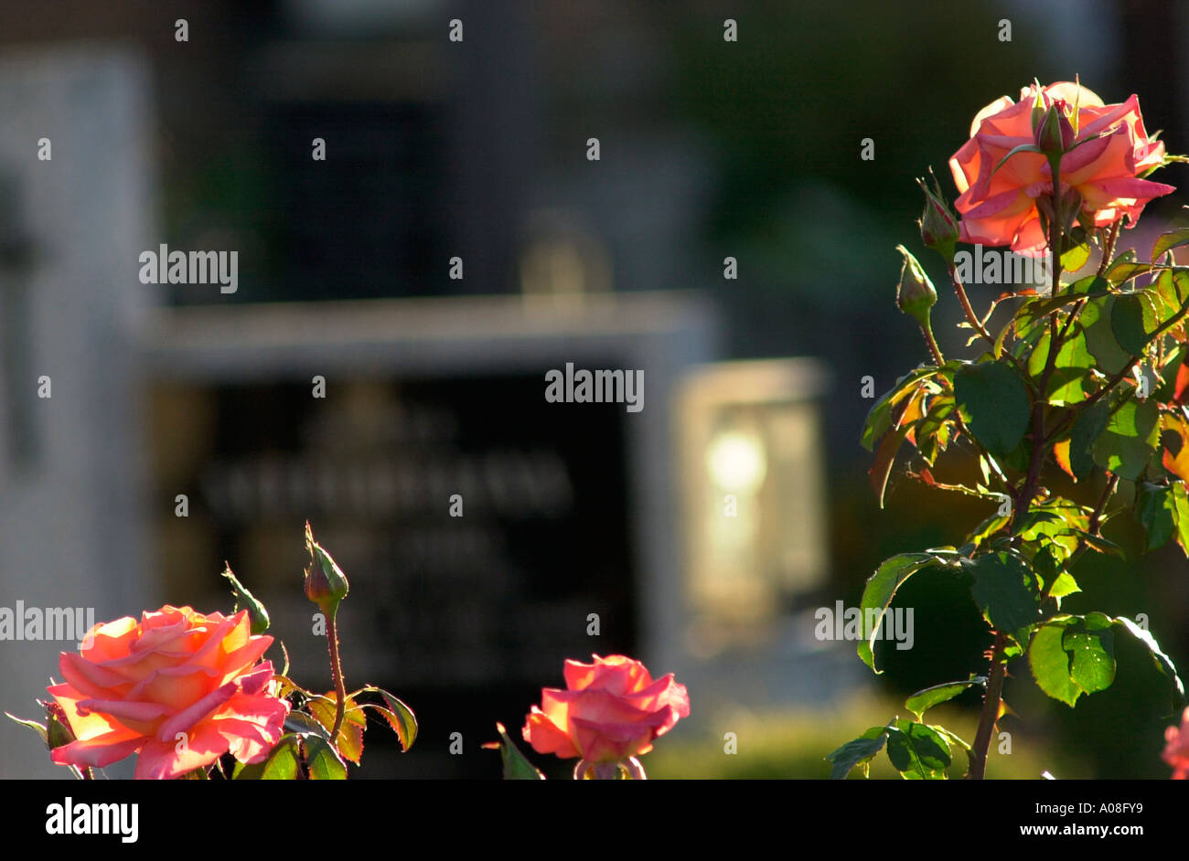 Fleurs en face d'une pierre tombale dans un cimetière sur Moravia République Tchèque Banque D'Images