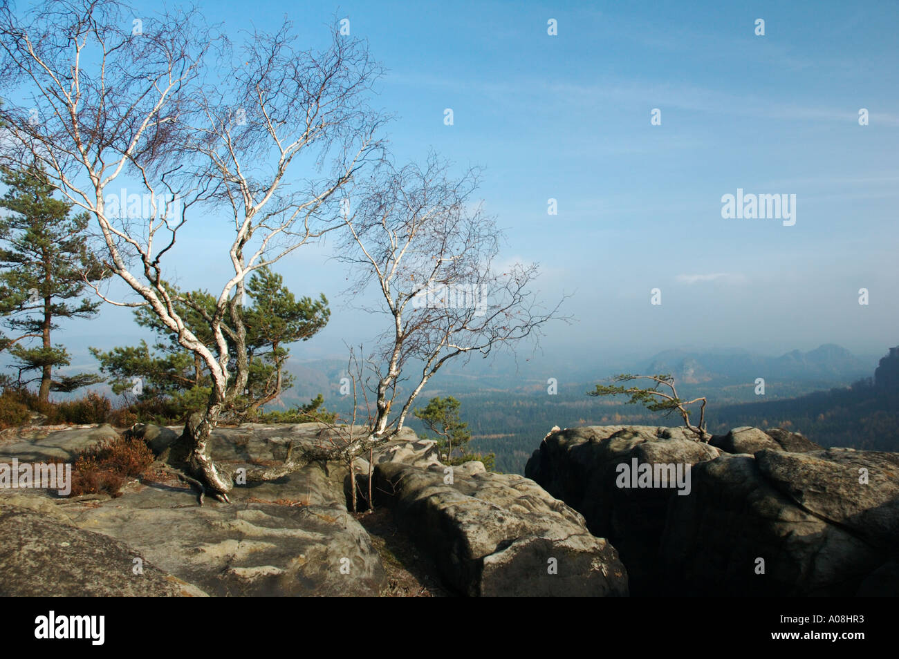 Les arbres croissant en grès rock, Ebsandsteingebirge, Allemagne Banque D'Images