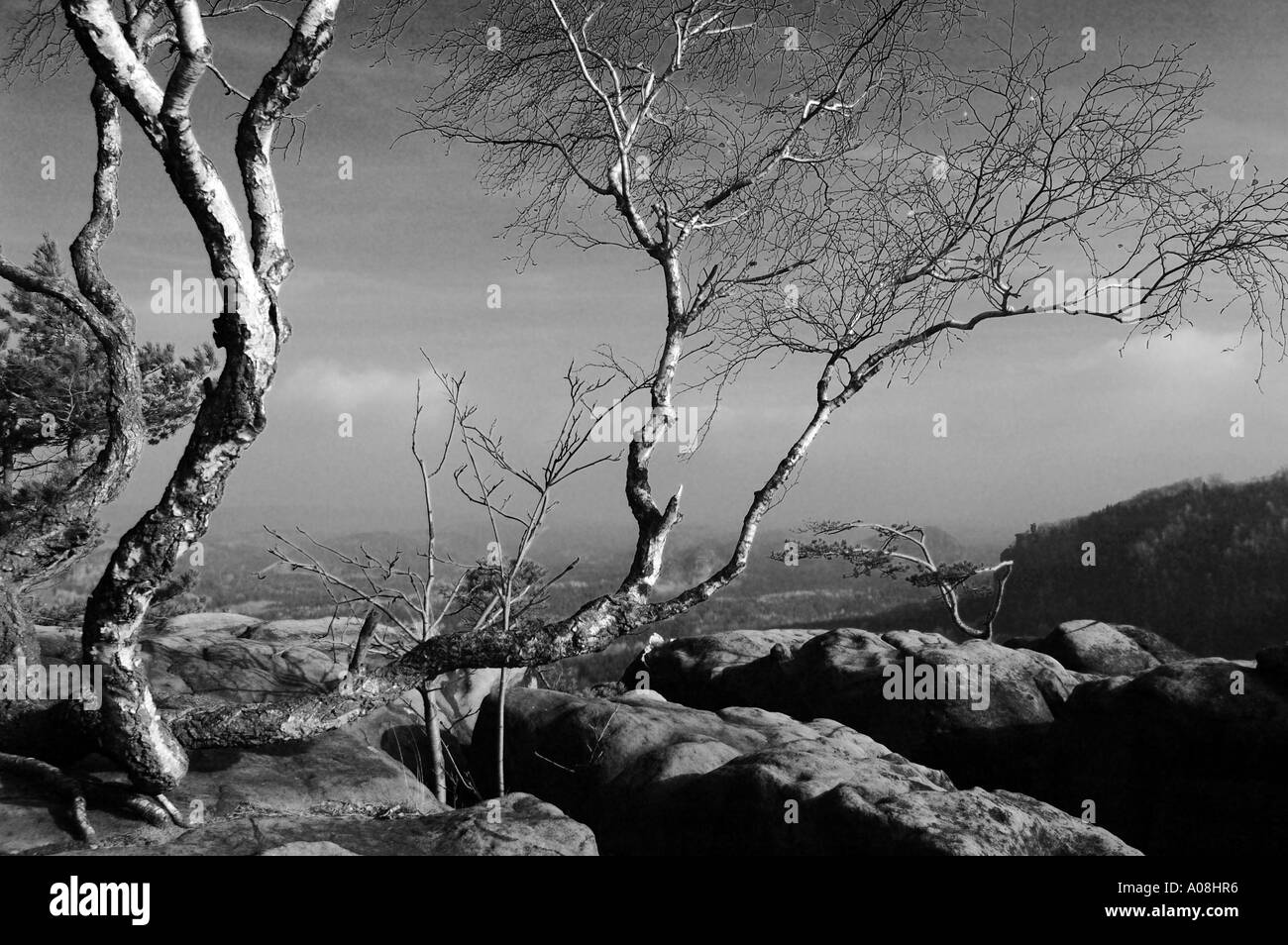 Les arbres croissant en grès rock, Ebsandsteingebirge, Allemagne Banque D'Images