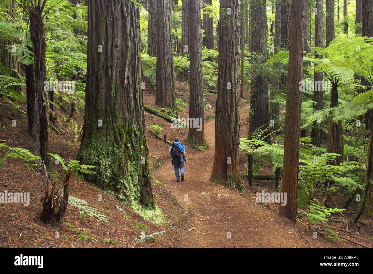 Redwood Forest Rotorua Nouvelle Zélande Banque D'Images