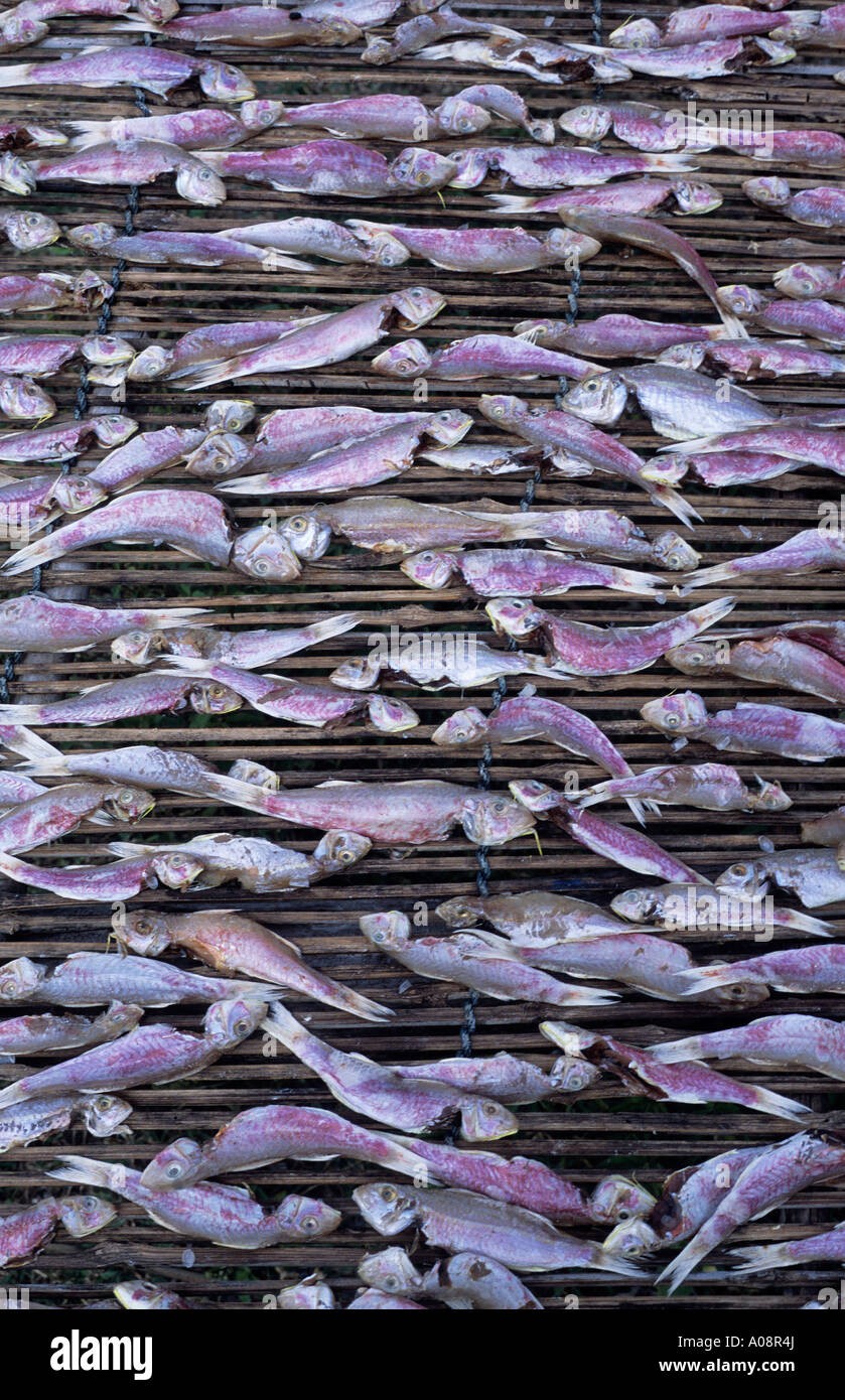Détail de poissons disposés sur une table à sécher à Saiburi Banque D'Images