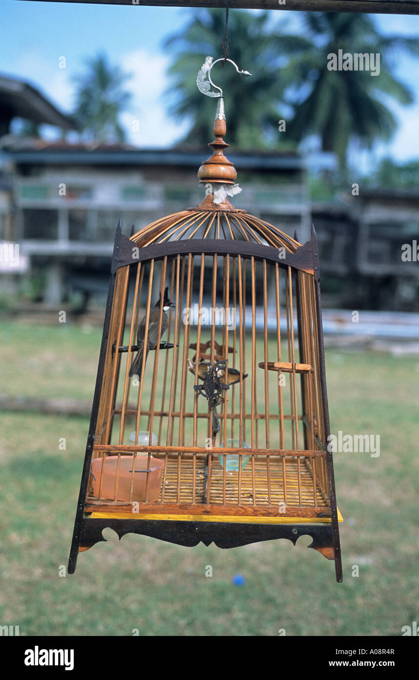 Chanson oiseau dans cage à Saiburi Banque D'Images
