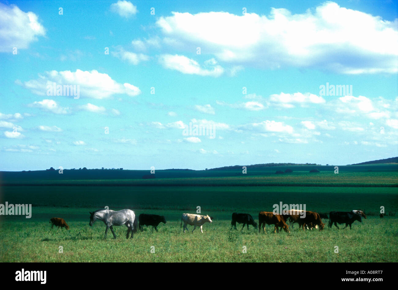 Prairies par des vaches et un cheval gris à Cordoba, Argentine Banque D'Images