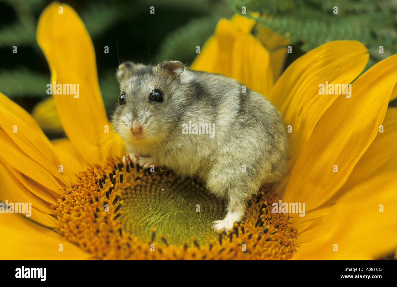 Dzhungarian jeune hamster nain sur les fleurs Banque D'Images