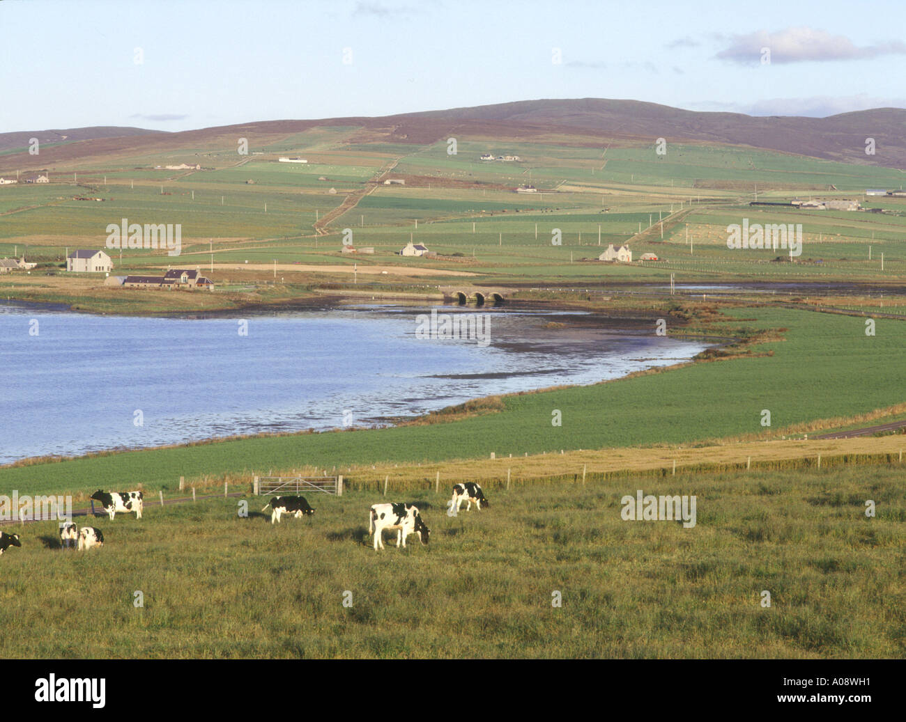 dh Loch de Stenness STENNESS ORKNEY Herd de vaches laitières élevage de bétail dans le champ et pont de Waithe agriculture de vache paysage du royaume-uni Banque D'Images
