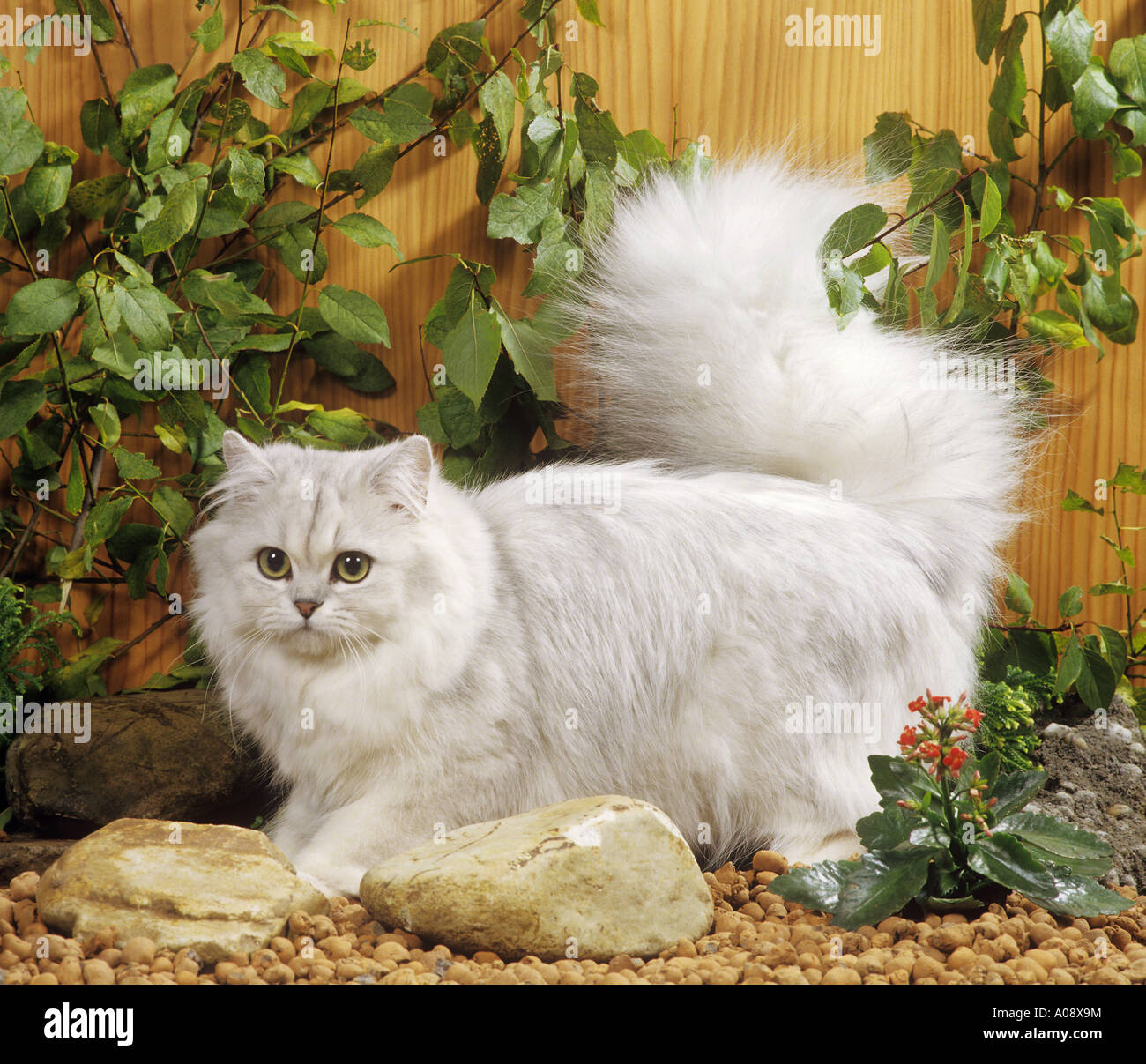 Chat Persan Silver Shaded Entre Les Plantes Photo Stock Alamy Chat Persan Silver Shaded Entre Les Plantes Photo Stock Alamy