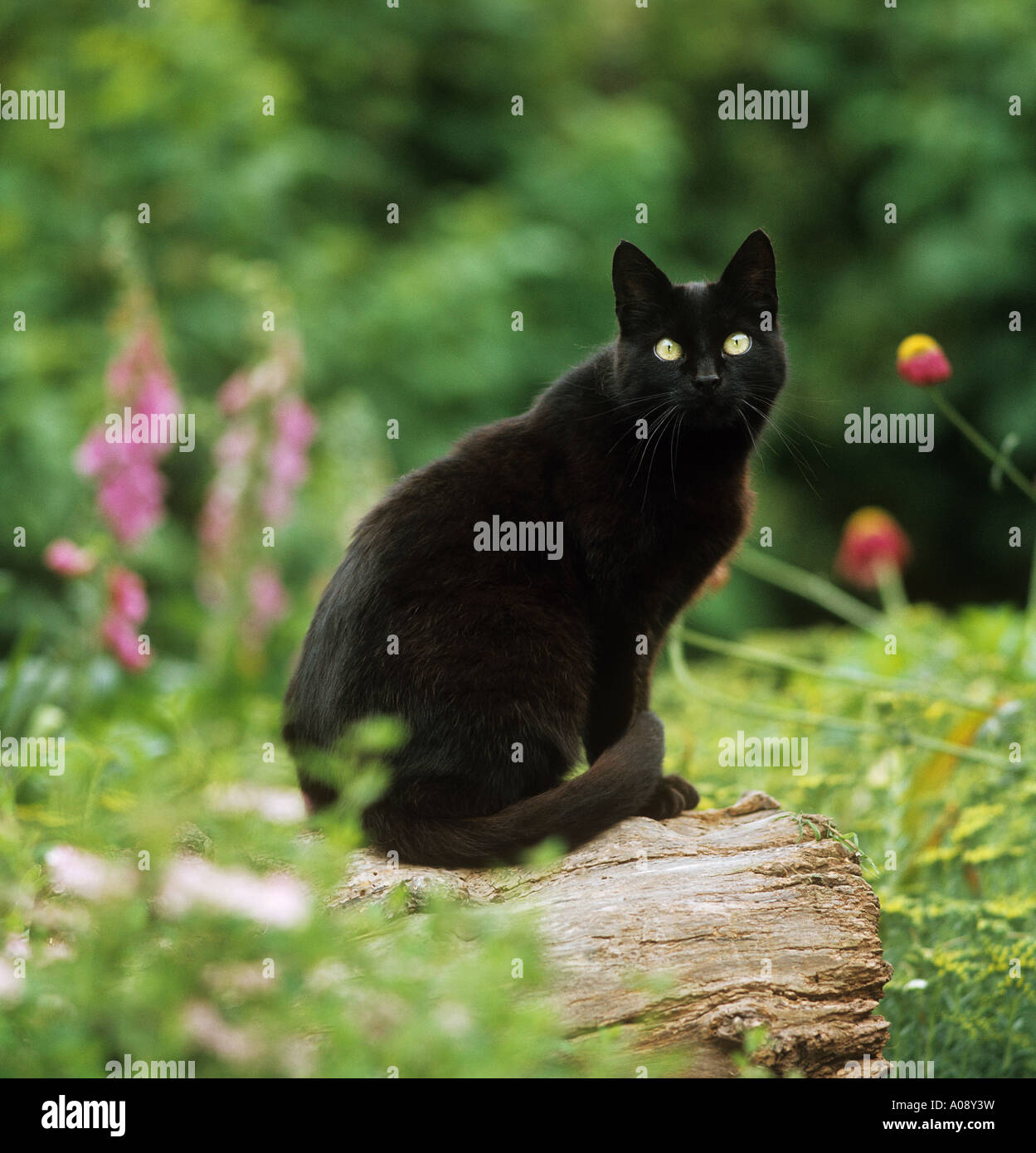 Black Cat - sitting on tree trunk Banque D'Images
