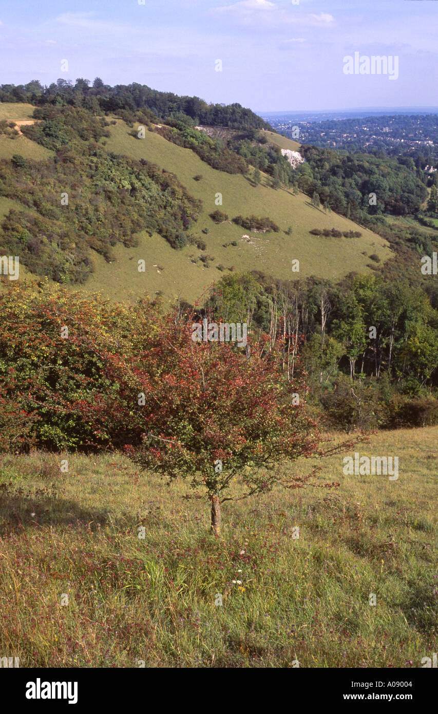 Reigate Hill avec Colley dans la distance North Downs Way Surrey UK Banque D'Images
