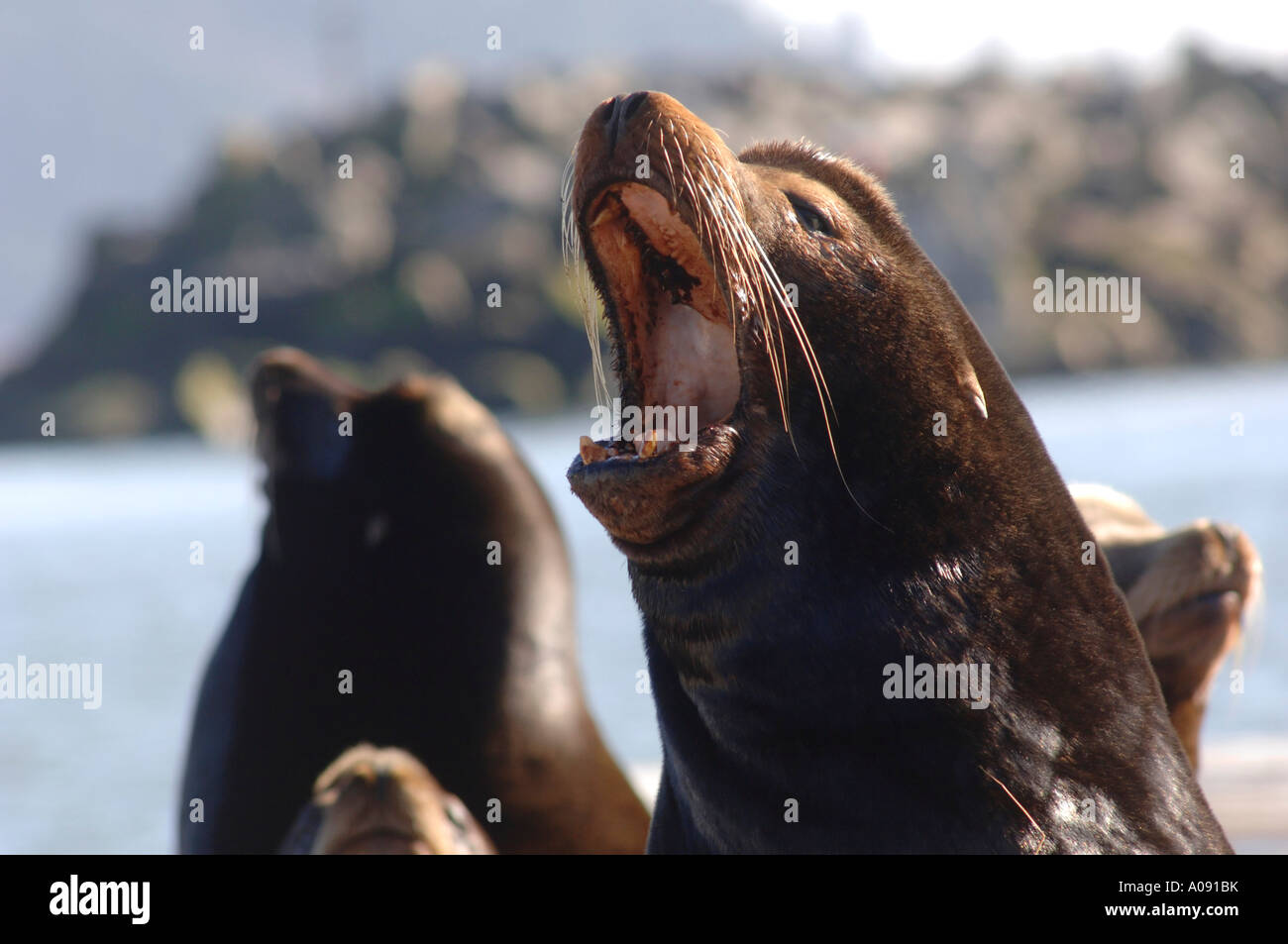 Portrait de phoques Banque D'Images