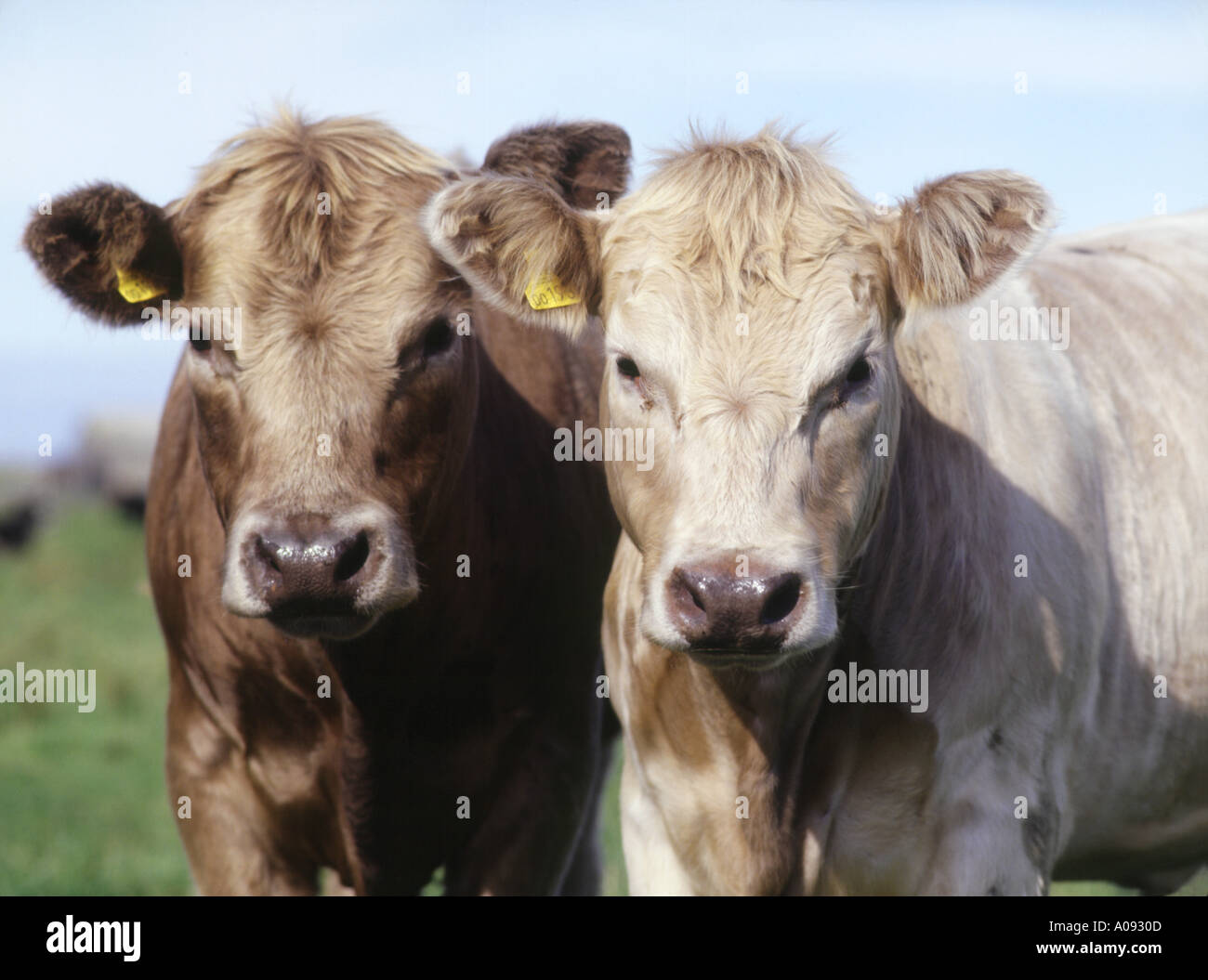 dh bovins ANIMAUX UK paire de vaches de bœuf écossaises deux gros plan du royaume-uni face à l'animal de tête d'élevage écossais Banque D'Images