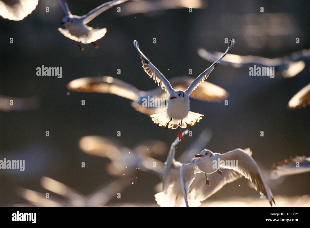 Les Goélands Black-Headed en vol Banque D'Images