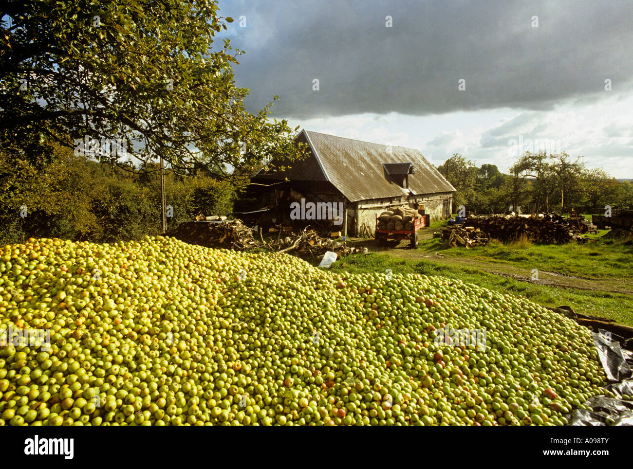Le cidre est produit en méthode traditionnelle dans de petites exploitations en Normandie où vous pourrez déguster et acheter directement à bon prix Banque D'Images