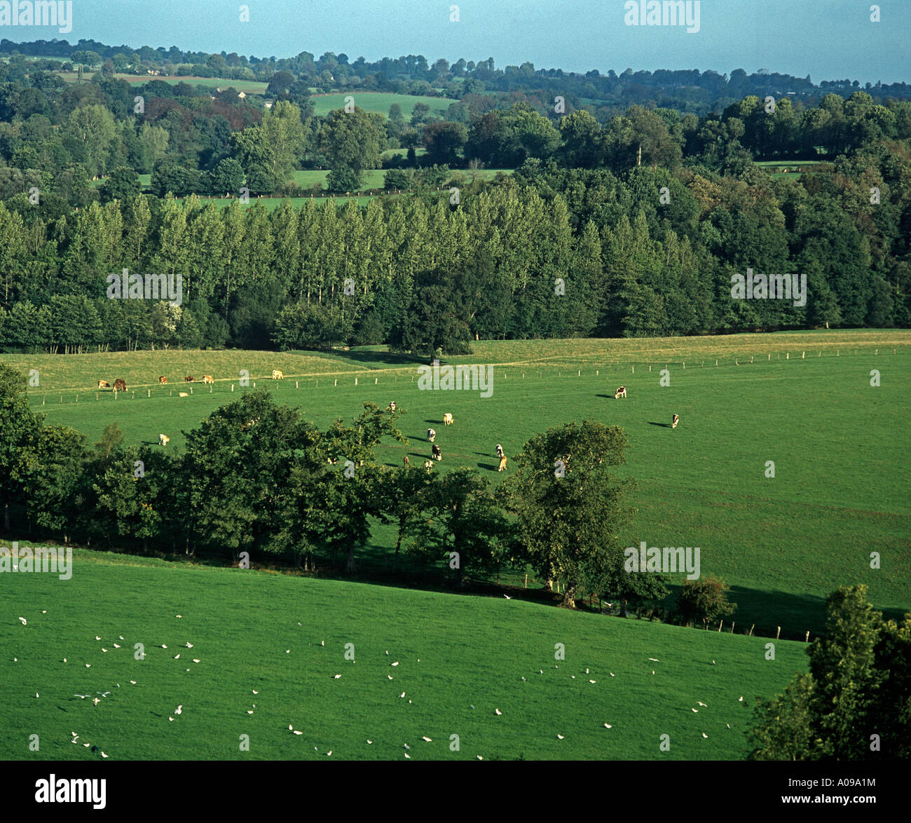 Les verts pâturages et des terres agricoles de matériel roulant campagne normande Banque D'Images