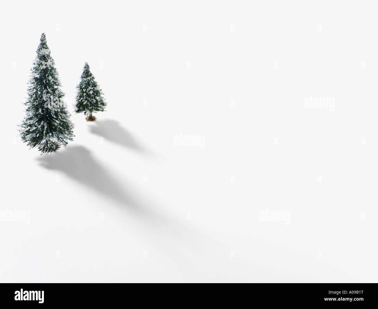 Sapins couverts de neige Banque D'Images