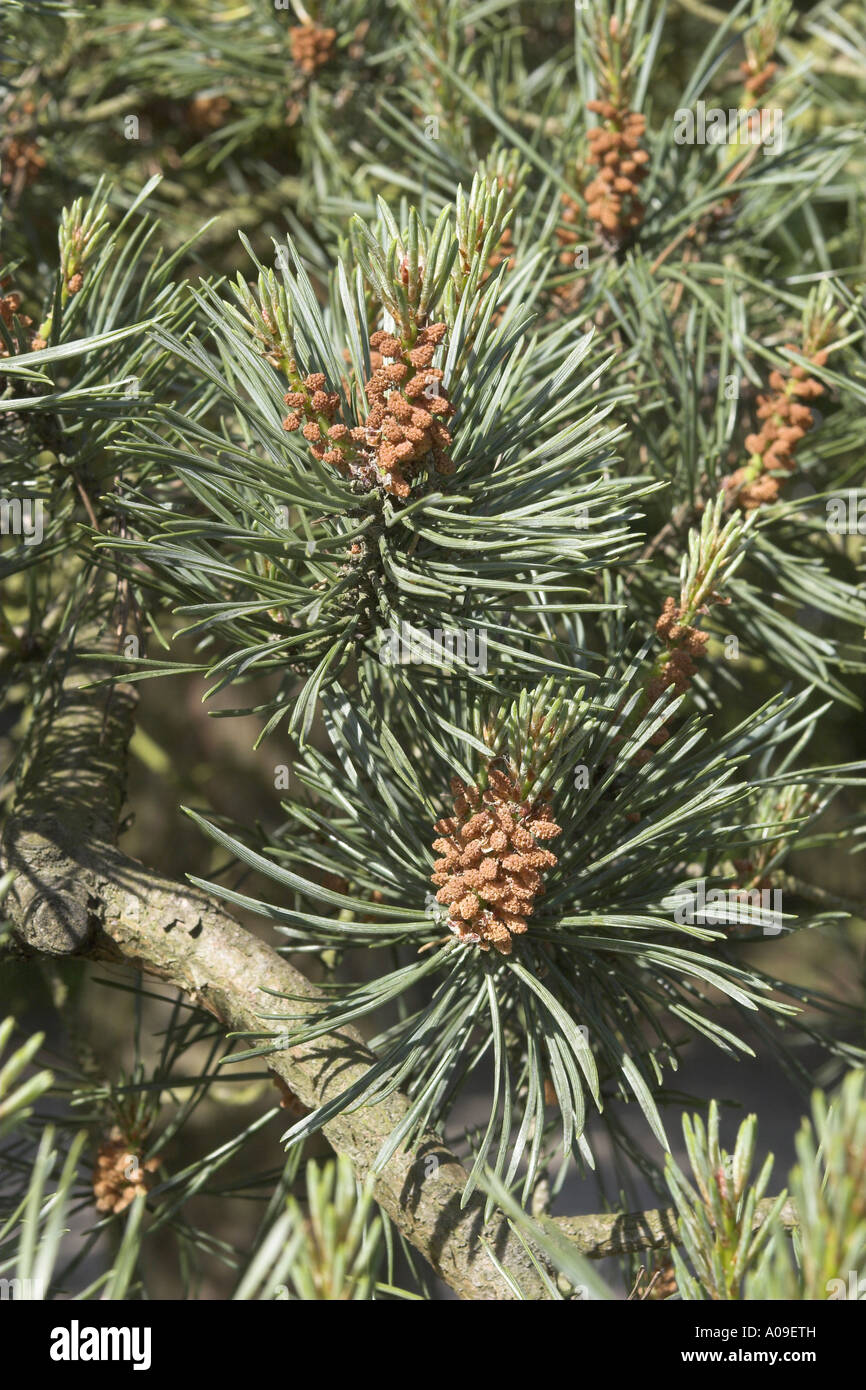 Pin sylvestre, le pin sylvestre (Pinus sylvestris), les inflorescences mâles Banque D'Images