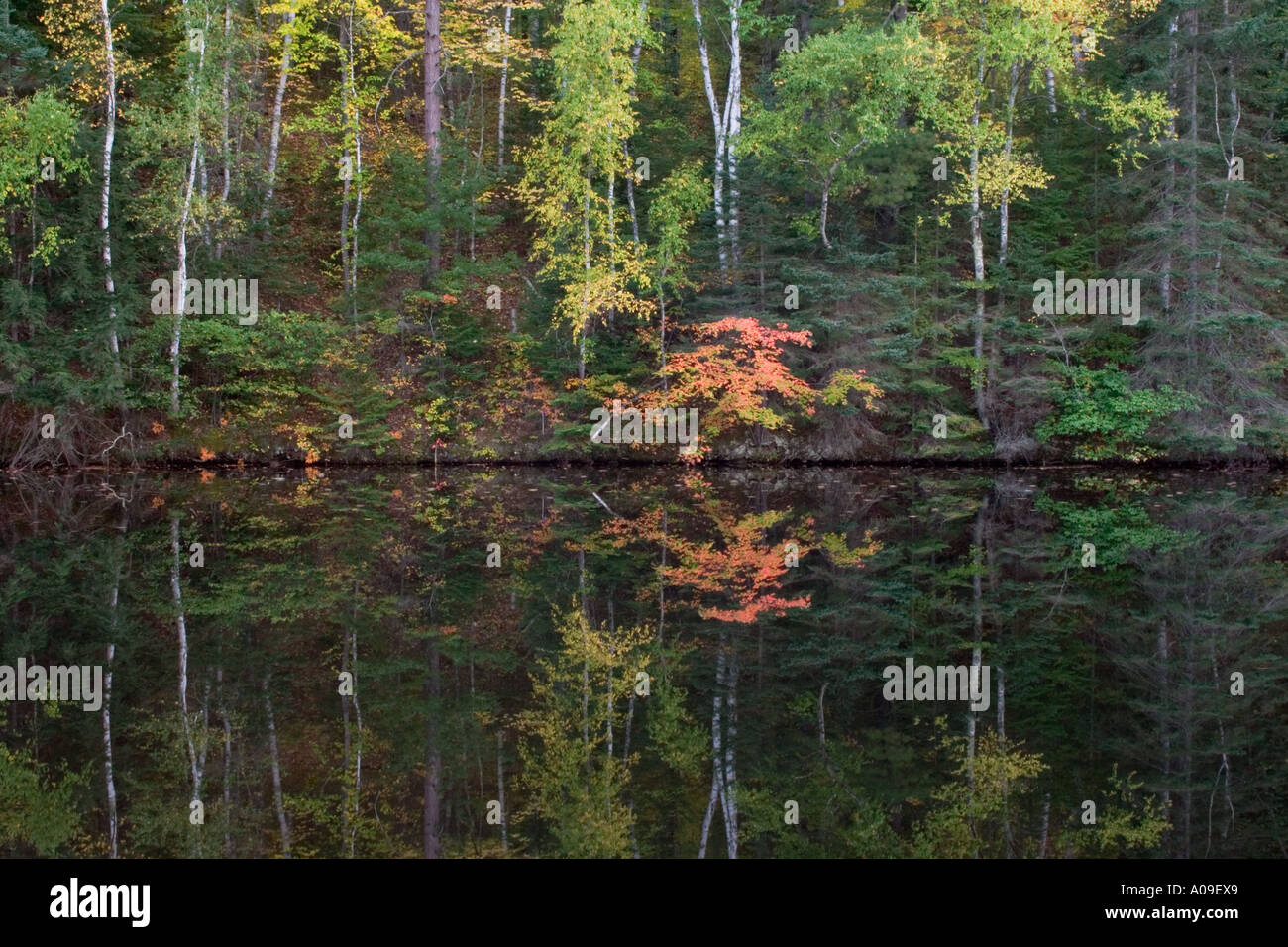 Automne réflexion sur une partie de la rivière Pine, Florence, Wisconsin, États-Unis Banque D'Images