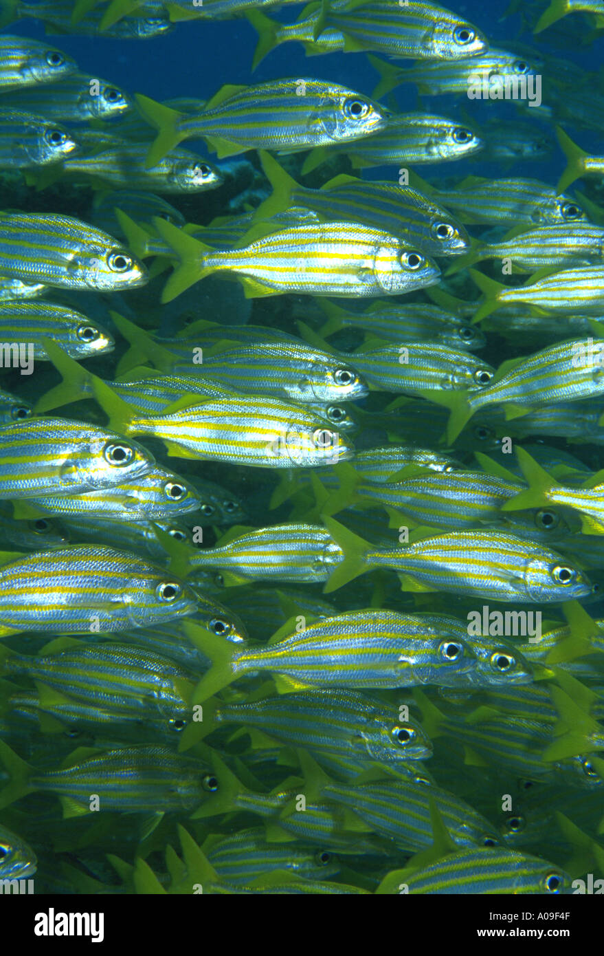 La scolarisation grunts Key Largo en Floride Banque D'Images