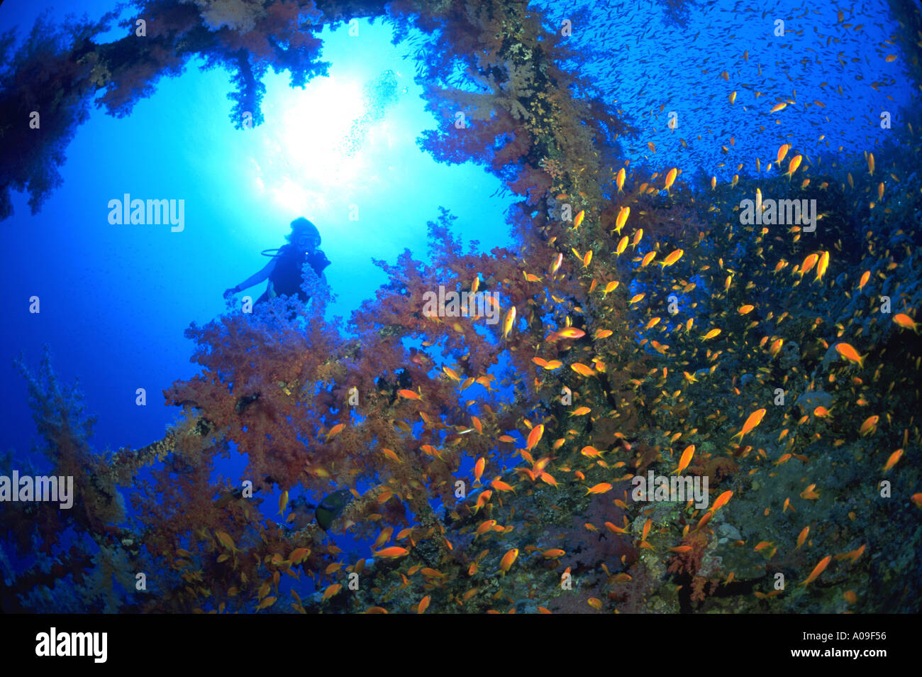 Scuba Diver et naufrage Mer Rouge Banque D'Images