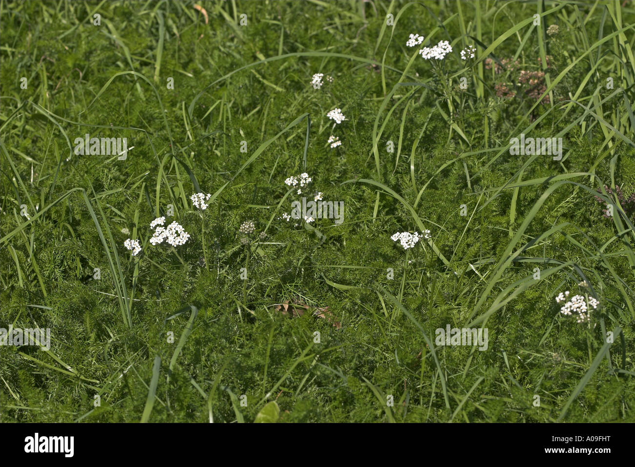 Bloodwort, achillée millefeuille (Achillea millefolium), plantes fleuries Banque D'Images