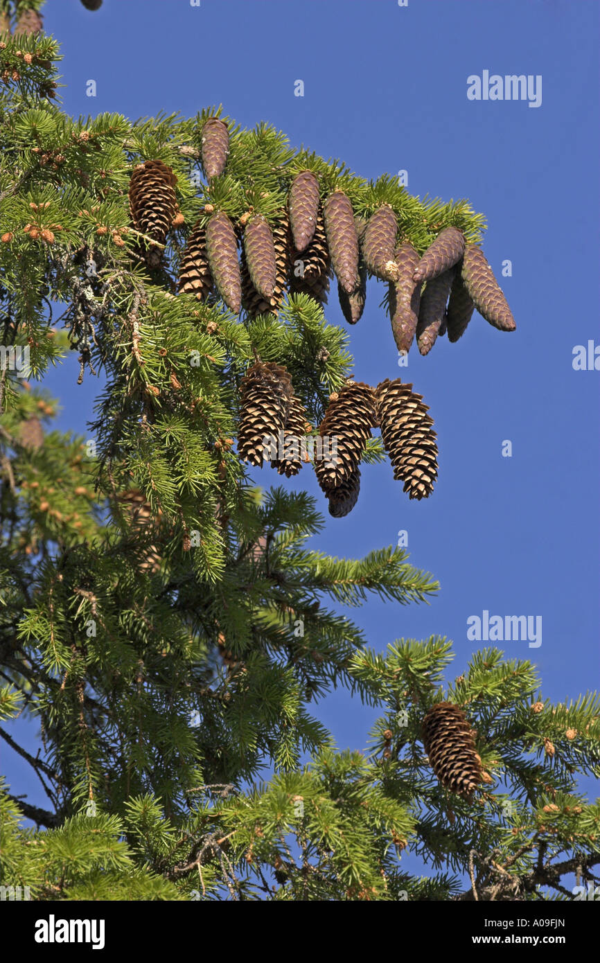 Pin, l'épinette de Norvège (Picea abies), branche avec les cônes Banque D'Images