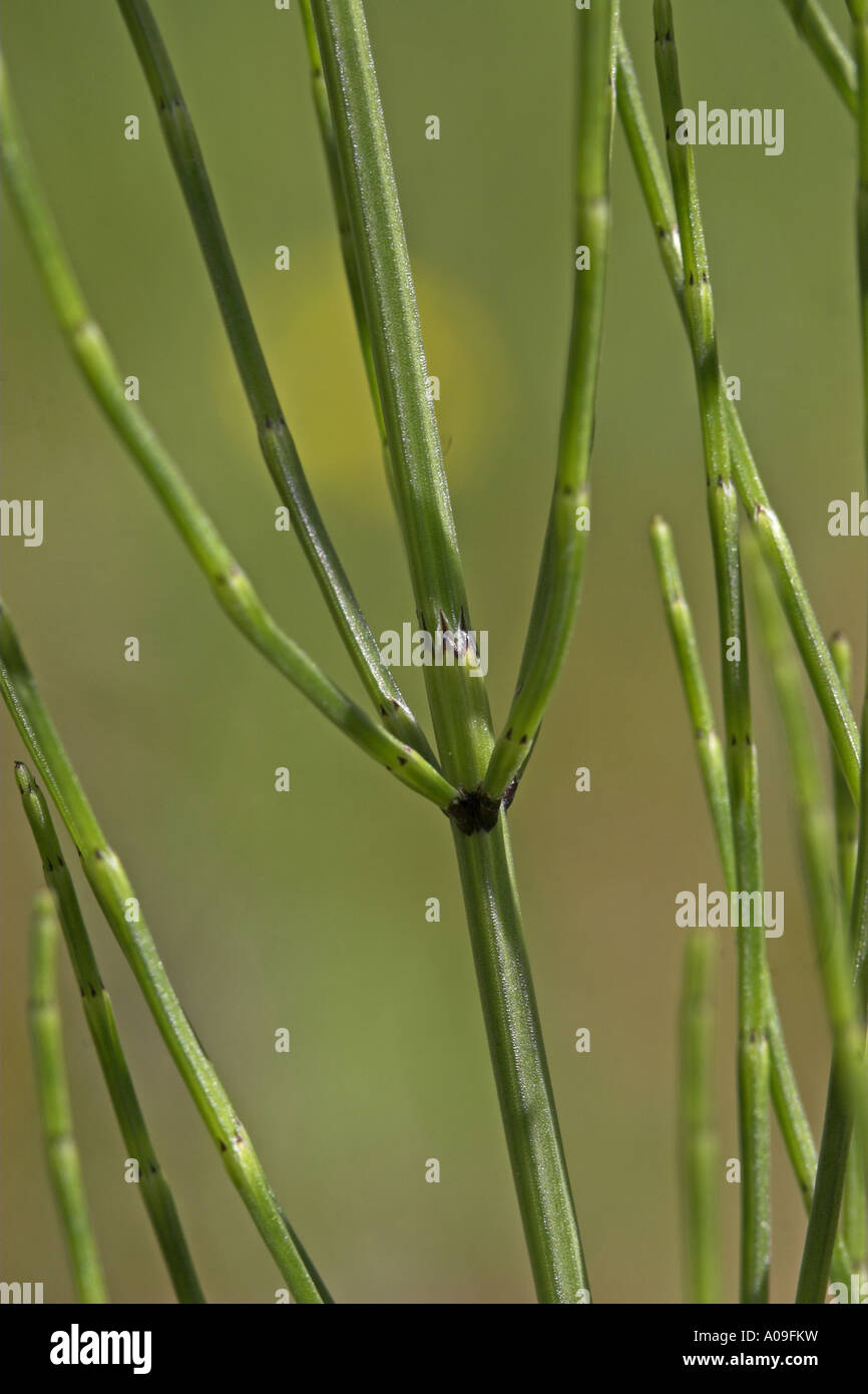 La prêle des marais (Equisetum palustre), avec des ramifications de germes et la gaine Banque D'Images