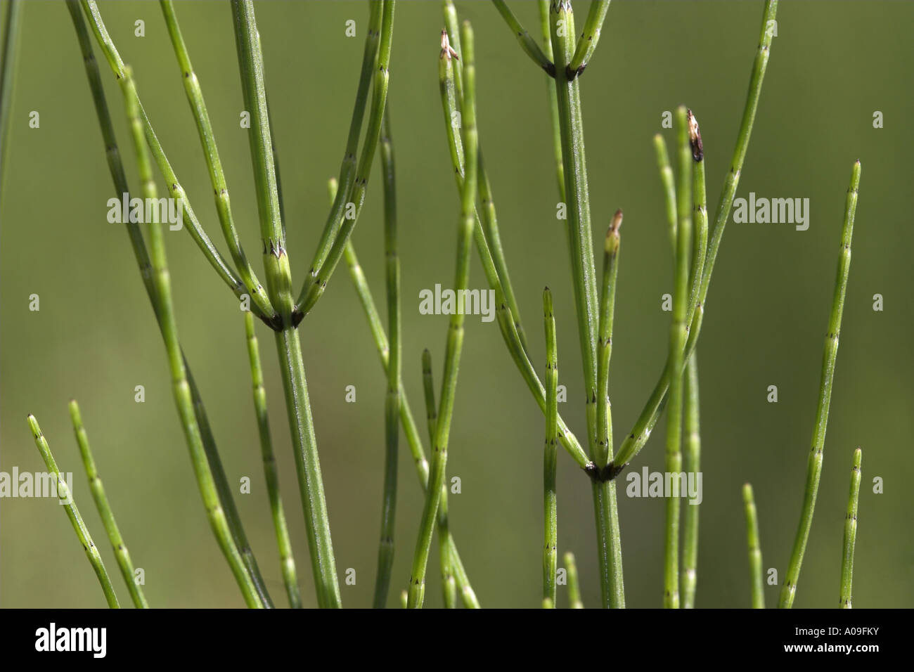La prêle des marais (Equisetum palustre), avec des ramifications de germes et la gaine Banque D'Images