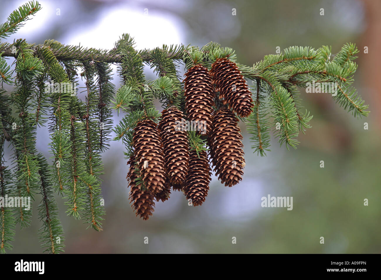 L'épinette de Norvège (Picea abies), cônes Banque D'Images