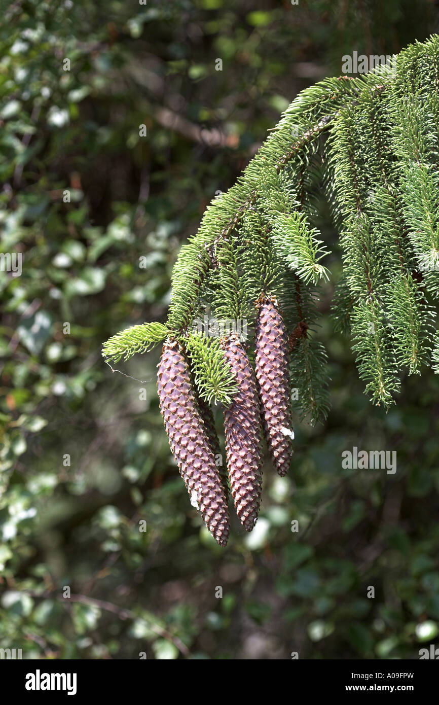 L'épinette de Norvège (Picea abies), cônes Banque D'Images