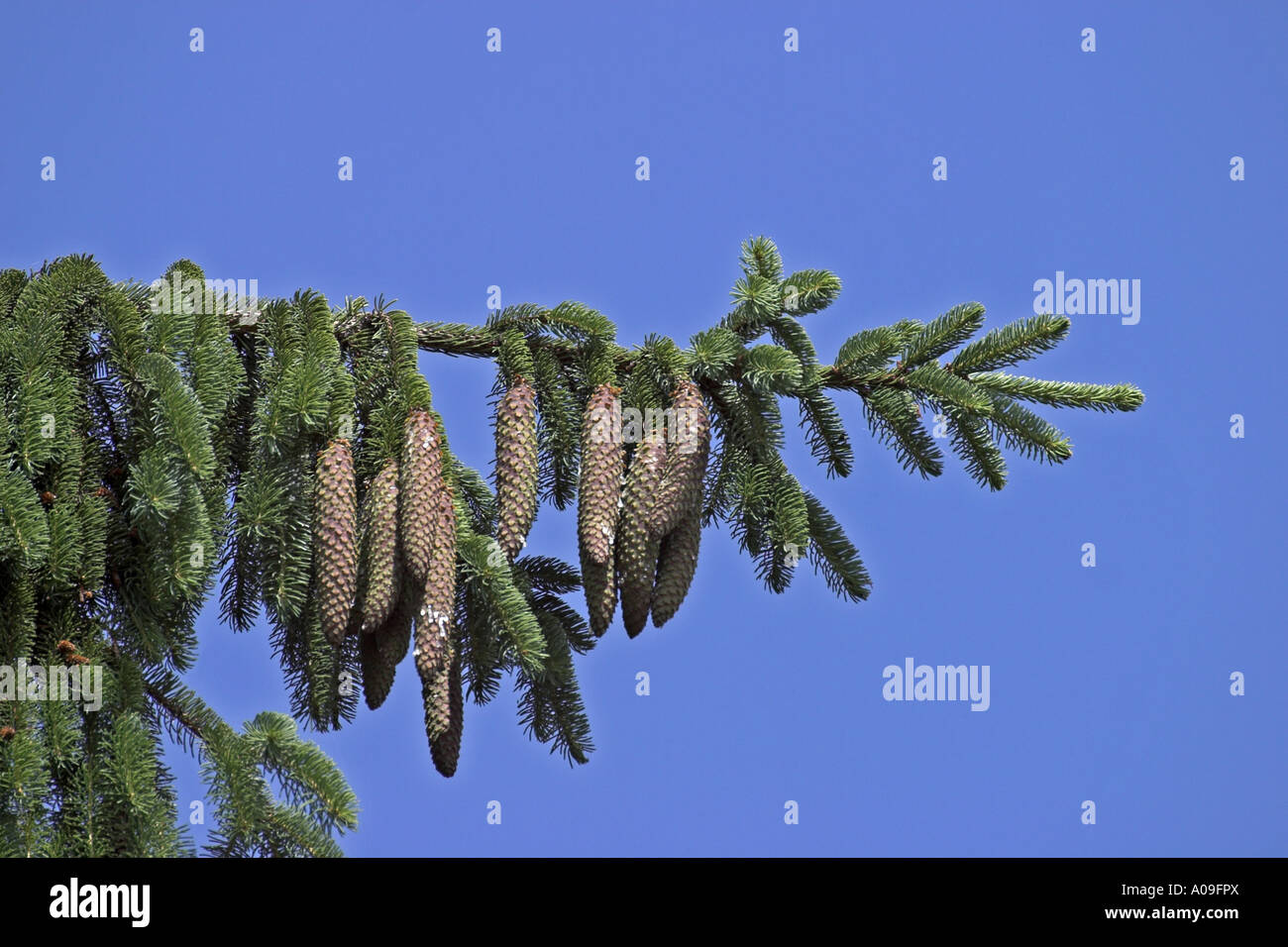 L'épinette de Norvège (Picea abies), cônes Banque D'Images