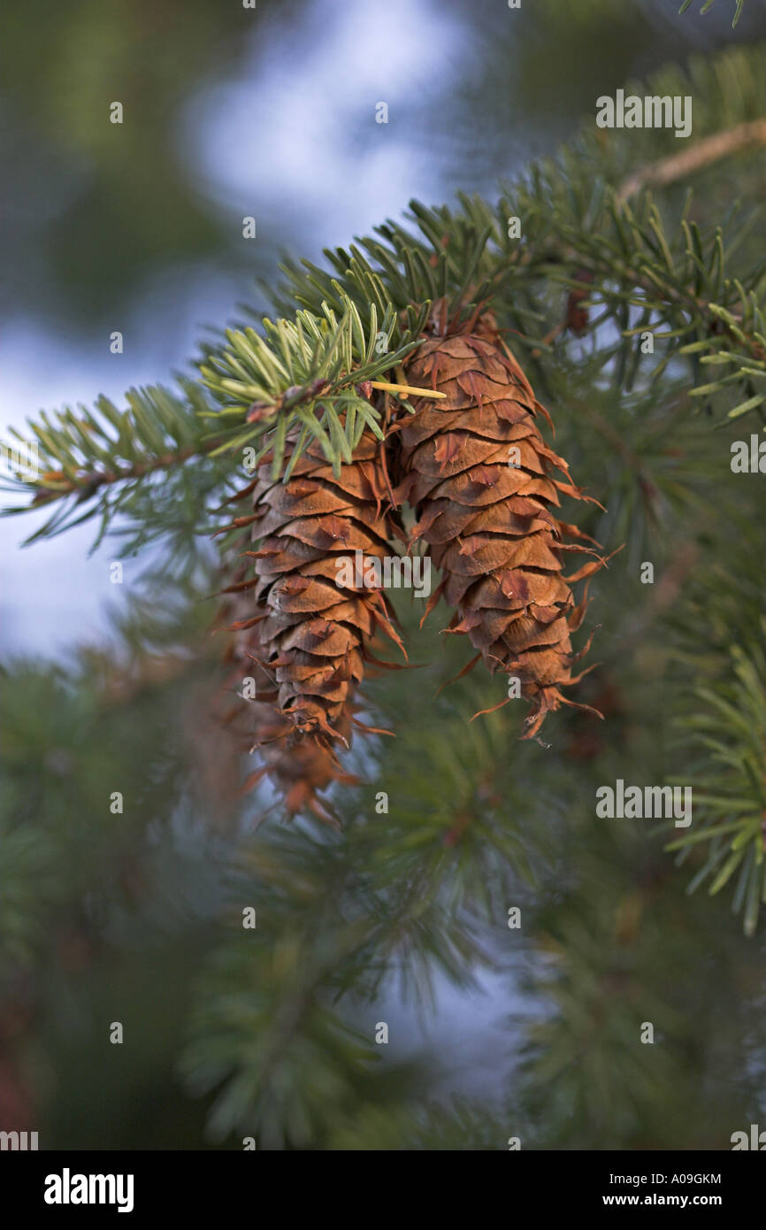 Sapin de Douglas (Pseudotsuga menziesii), cônes Banque D'Images