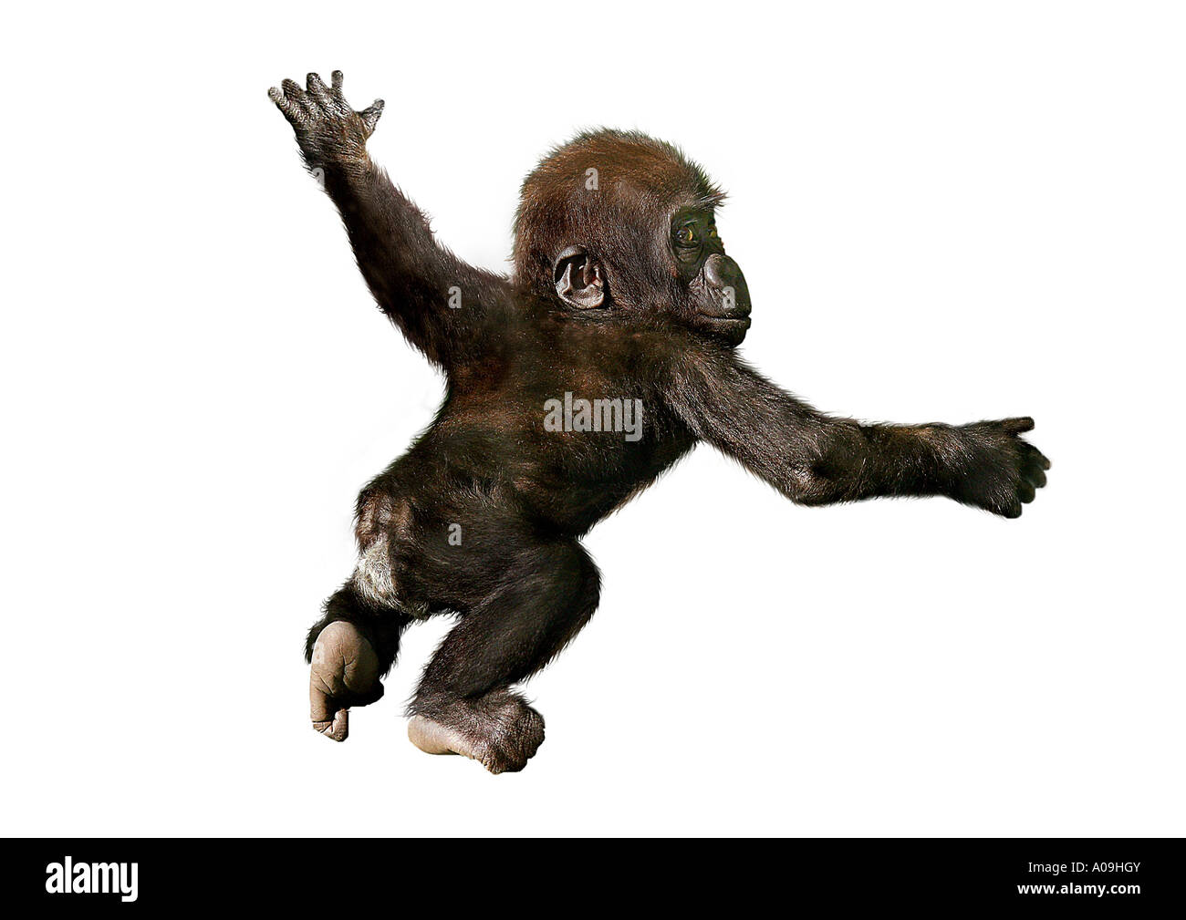 Gorille (Gorilla gorilla gorilla), suspendu à sa mère Banque D'Images