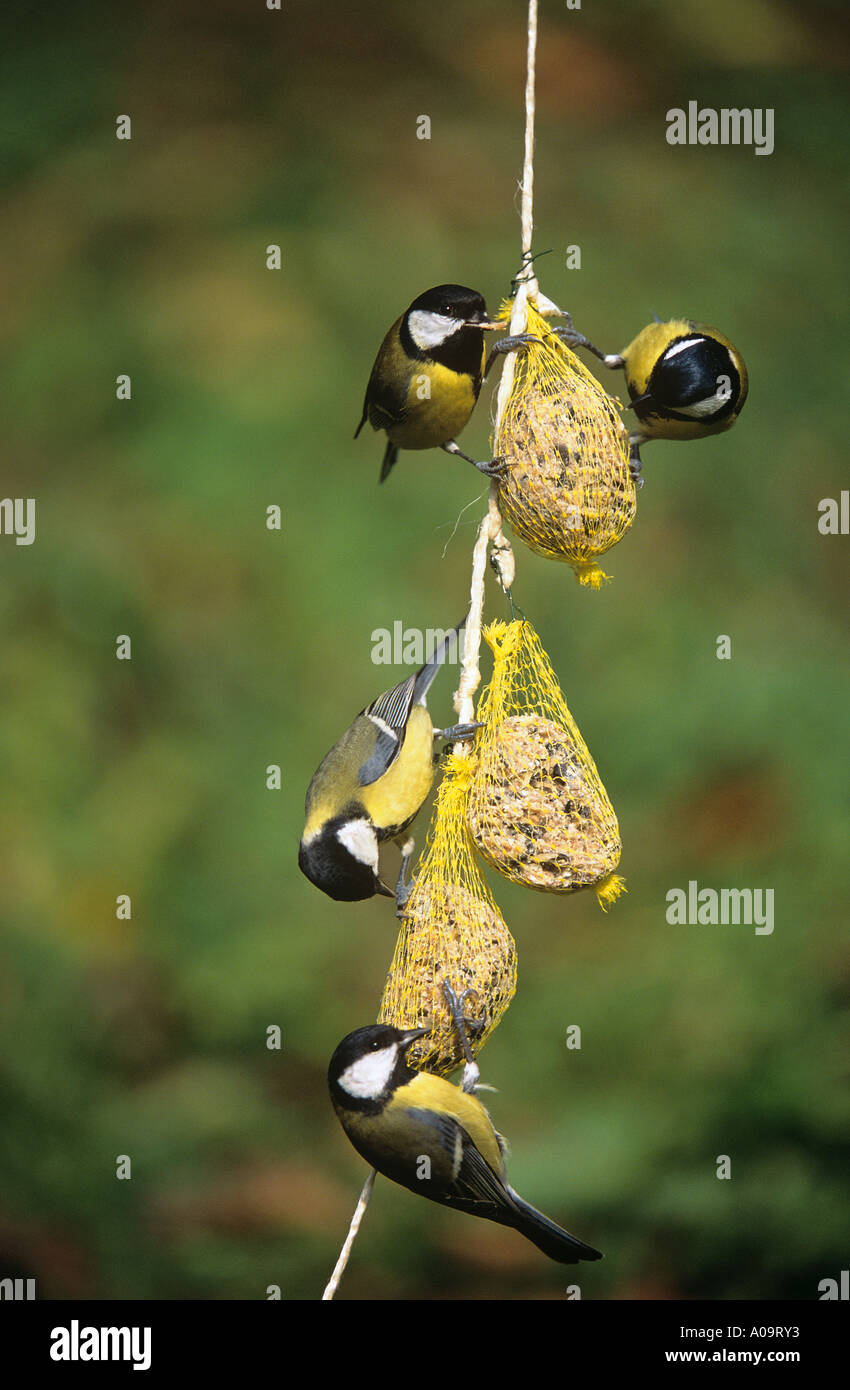 Les mésanges charbonnières à corde avec graines d'oiseaux Parus major Banque D'Images