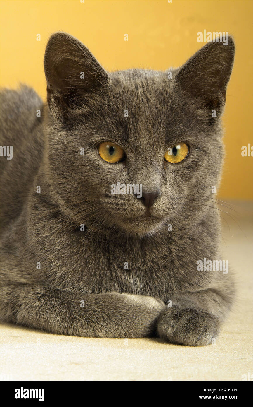 Chat Chartreux Banque De Photographies Et D Images A Haute Resolution Alamy