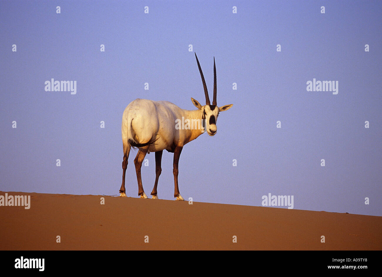 L'oryx Oryx leucoryx debout dans le sable Banque D'Images