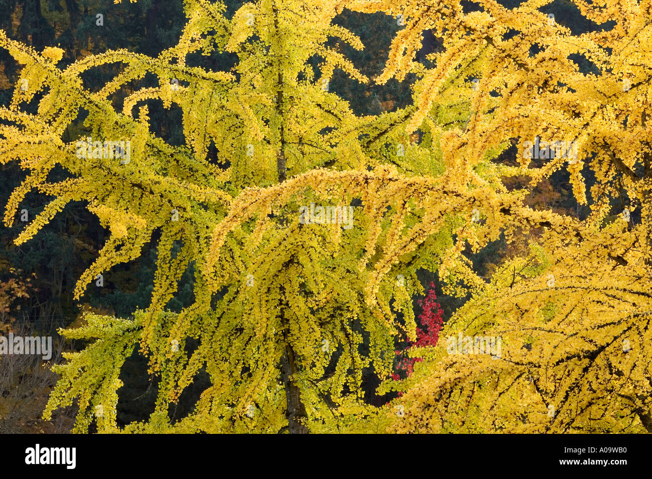 La couleur de l'automne dans les arbres Ginko Skinner Butte Park Eugene Oregon Banque D'Images